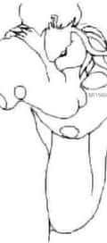 Acompanhante Gggggg