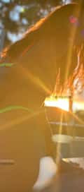 Acompanhante Duzinha