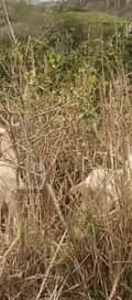 Acompanhante Carlos