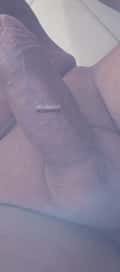 Acompanhante Pitbul