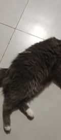 Acompanhante Loba