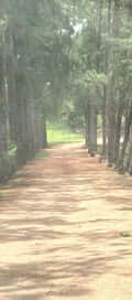 Acompanhante Jhomjhom