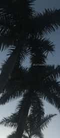 Acompanhante Luiza