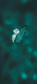 Acompanhante Buterflly
