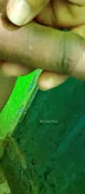 Acompanhante Rafael Limar