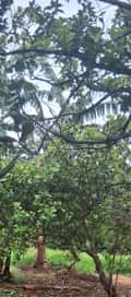 Acompanhante Aline
