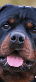 Acompanhante Cachorrão