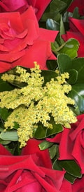 Acompanhante Mariana