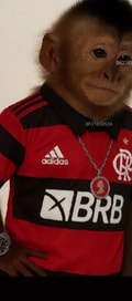 Acompanhante Dudu