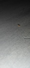 Acompanhante Cabelinho