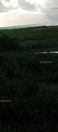 Acompanhante Vizinhopreto