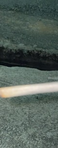 Acompanhante Zoidegato