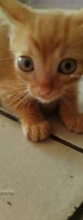 Acompanhante Joel
