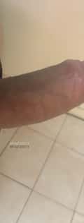 Acompanhante Cachorro Belga