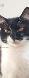 Acompanhante Oliver