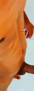 Acompanhante Vitor Number