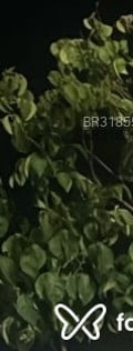 Acompanhante Bbb