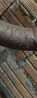 Acompanhante Profisionalpausudo