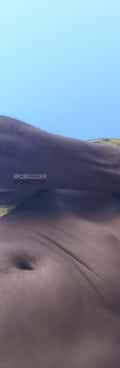 Acompanhante Gigante