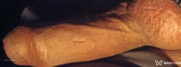 Acompanhante Felipe - Cabeçalho