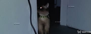 Aninhagulosa Acompanhante Aninhagulosa - Cabeçalho