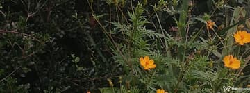 Acompanhante Vitória Barros - Cabeçalho