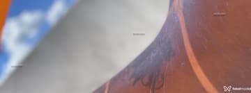 Acompanhante Nicoly - Cabeçalho
