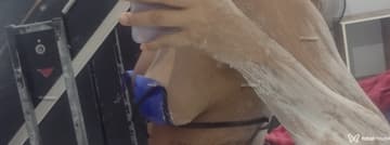 Acompanhante Mariana - Cabeçalho