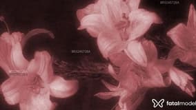 Acompanhante Ellasecrets - Cabeçalho