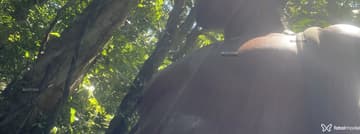 Acompanhante Sampaio - Cabeçalho