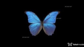 Acompanhante Borboleta - Cabeçalho