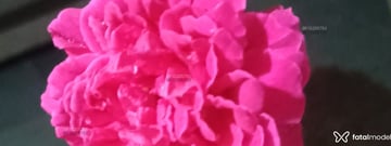 morena rosa Acompanhante morena rosa - Cabeçalho