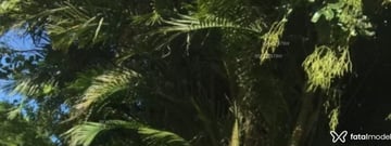 Acompanhante Ryazinho - Cabeçalho