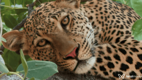Melgatinhaa Acompanhante Melgatinhaa - Cabeçalho