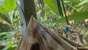 Dhanylla Acompanhante Dhanylla - Cabeçalho