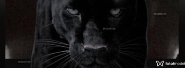 Acompanhante Panther Black - Cabeçalho