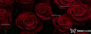Acompanhante Larissa - Cabeçalho