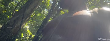 Sampaio Acompanhante Sampaio - Cabeçalho