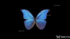 Acompanhante Borboleta - Cabeçalho