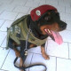 Imagem do contratante