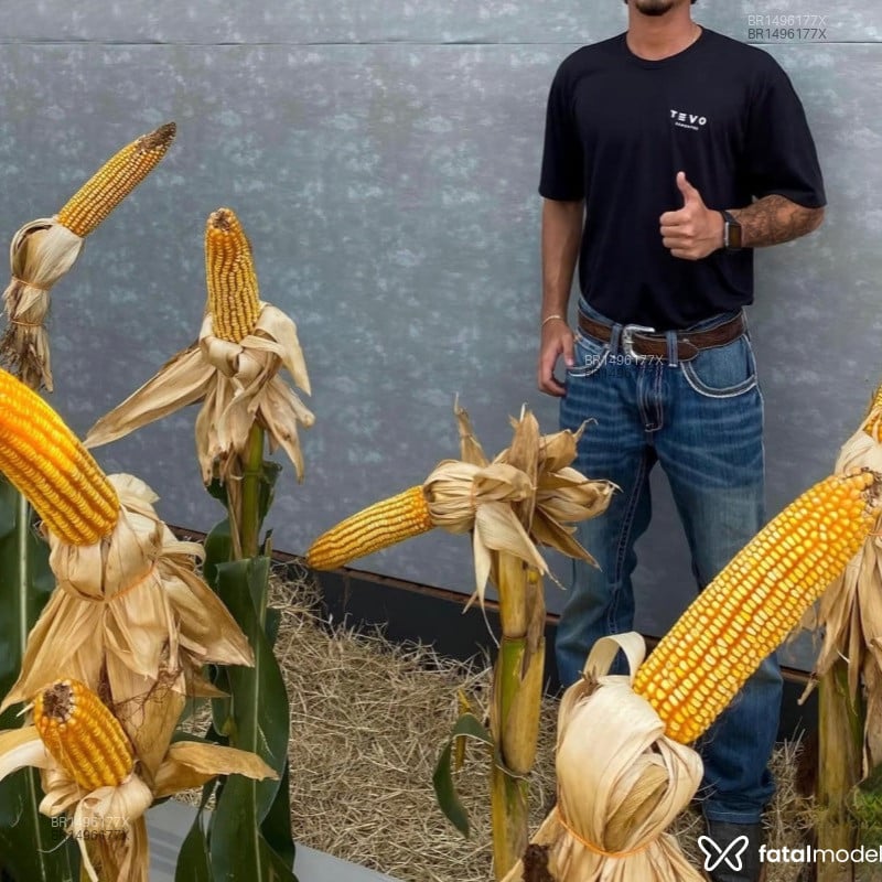 Acompanhante Pedro Agro - Feed