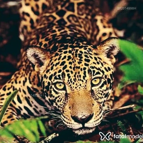 Acompanhante Picasso - Feed