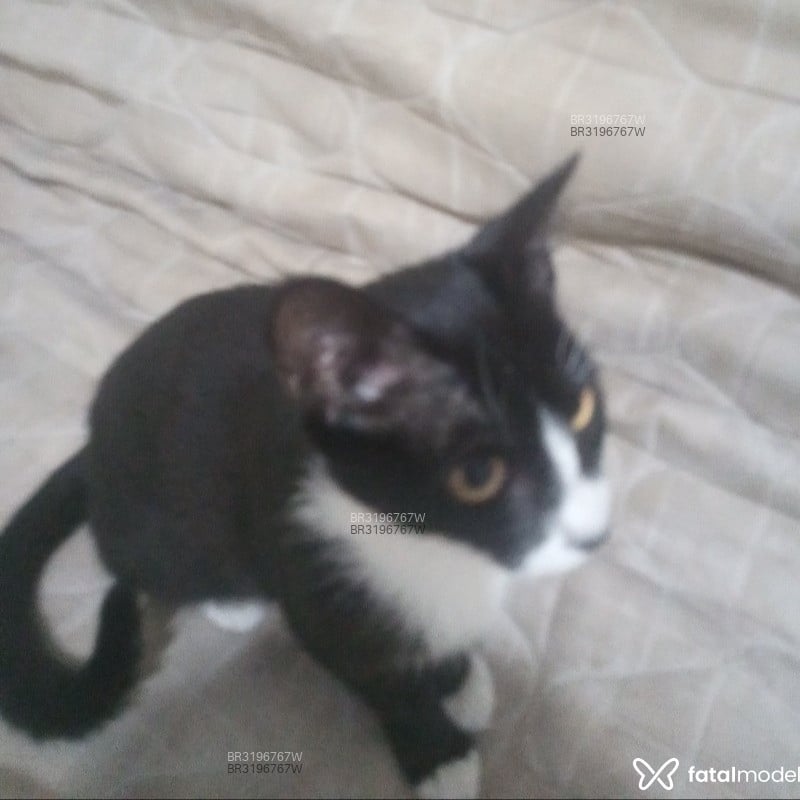 Acompanhante Fantasminha - Feed