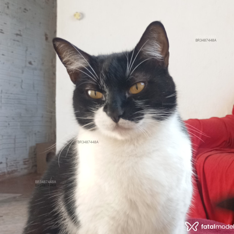 Acompanhante Oliver - Feed
