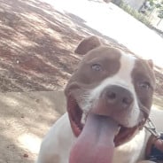 Bielzinho Acompanhante Bielzinho - Perfil
