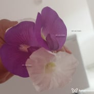 Acompanhante Samara Rich - Perfil