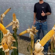 Acompanhante Pedro Agro - Perfil