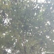 Acompanhante Bobiam - Perfil