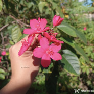 Acompanhante Aline - Perfil