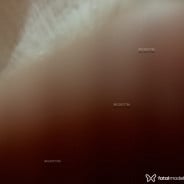 Acompanhante Pâmella Vik - Perfil